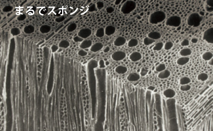 まるでスポンジ